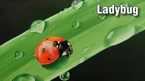 how to paint ladybug insect oil