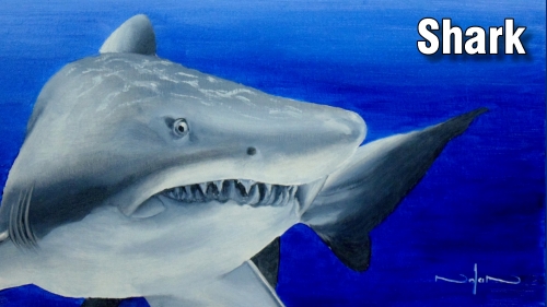how to paint a shark fish