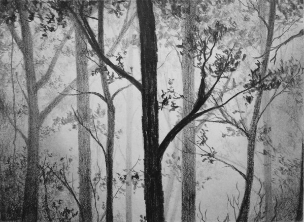 how to draw a forest in pencil