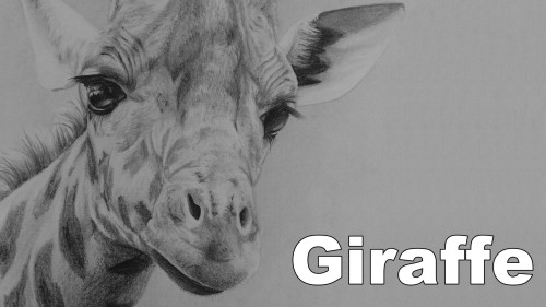 how to draw giraffe