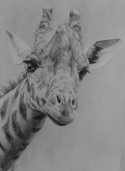 how to draw wild life giraffe