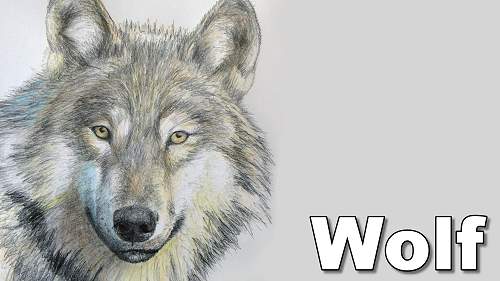 how to draw a wolf